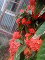 chinese ixora, schoonheidsbloem, behang foto