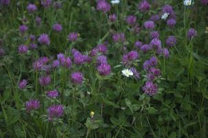 paarse wilde bloemen in een veld foto
