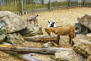 jonge schattige geiten in boerderij op wurmberg berg harz duitsland. foto