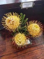 leucospermum patersonii silveredge speldenkussen geel fynbos, kaapstad. foto