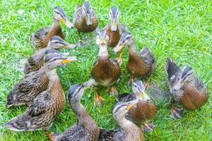 mannelijke vrouwelijke wilde eenden op groen gras natuurlijke achtergrond Duitsland. foto