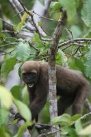 wollige aap in amazon foto
