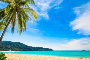 zeegezichten met palmboom op tropisch strand foto