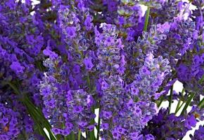 lavendel bloemen, natuurfotografie. foto