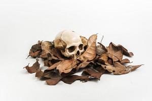 schedel met droog blad, stilleven foto
