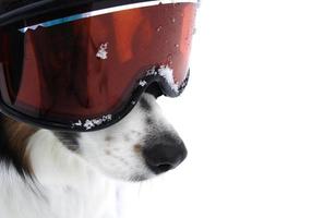 xtreme ski doggy foto