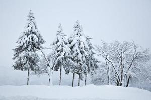 bomen bedekt met sneeuw