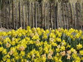 tulpen in nederland foto