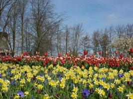 tulpen in nederland foto