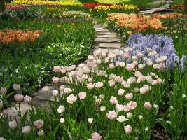 veel tulpen in nederland foto