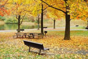 herfstgebladerte in park bij meer foto