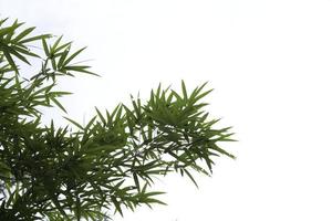 kleine groene bamboe bladeren geblazen door de winderige natuurlijke wind op geïsoleerde witte achtergrond. foto