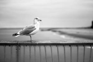 Coney Island Seagull
