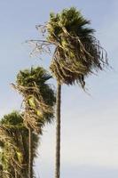 palmbomen foto
