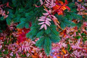 natuurlijke natuurlijke achtergrond met herfstbladeren op een groene spar foto