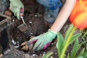 een dahliaknol planten in een lentebloementuin. werken met planten in de tuin. tuinieren met bloemknollen. goede wortels van een dahliaplant. handen van een tuinmanvrouw in een tuin in handschoenen. foto