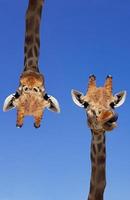 twee giraffen met blauwe lucht als achtergrondkleur. giraf, hoofd en gezicht tegen een blauwe lucht zonder wolken met kopieerruimte. giraffe camelopardalis. grappig girafportret. verticale fotografie. foto