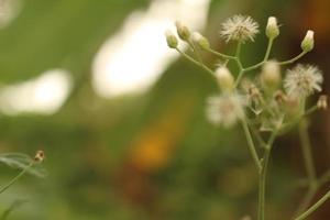 close-up shot van een kleine witte wilde bloem onder het zonlicht foto