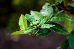 ardisia lurida is een groenblijvende struik of een kleine boom die tot 7 meter hoog kan worden. de plant wordt uit het wild geoogst voor lokaal gebruik als voedsel. foto