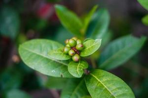 ardisia lurida is een groenblijvende struik of een kleine boom die tot 7 meter hoog kan worden. de plant wordt uit het wild geoogst voor lokaal gebruik als voedsel. foto