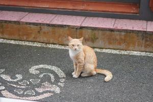 schattige kleine oranje kat overdag, binnenlandse kortharige kat foto