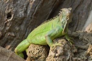 wilde reptiel hagedis leguaan foto