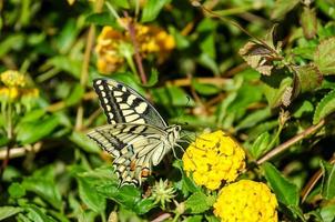 vlinder op gele bloem foto