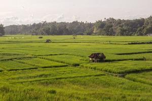 groen rijstveld met een hut in het midden van rijstvelden en heldere lucht, lampung indonesia foto