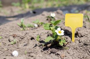 aardbeien in de lentetuin met een geel tuinlabel voor etikettering. biologische aardbeien met groene bladeren die in het veld groeien. aardbeienstruik op de plantage. foto