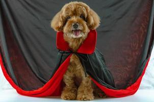 schattige bruine poedelhond met dracula-jurk. foto