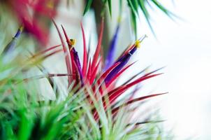tillandsia of luchtplant die zonder aarde groeit en vastzit aan het hout met zijn kleurrijke bloemen. foto
