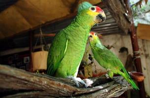 twee groene papegaaien foto