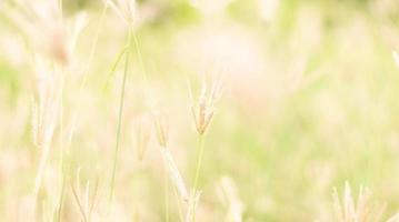 landschappen van groene weide en onscherpe achtergrond foto