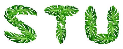 groene bladeren patroon, lettertype alfabet s, t, u van blad monstera geïsoleerd op een witte achtergrond foto