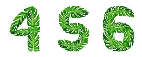 groene bladeren patroon, lettertype alfabet 4,5,6 van blad monstera geïsoleerd op een witte achtergrond foto