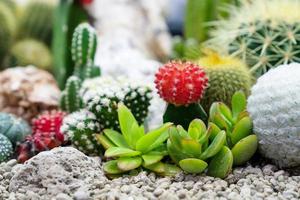 close-up verschillende cactusplanten in de tuin foto