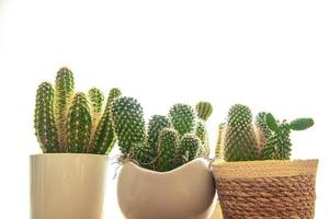 cactus plant doornige vetplanten groenblijvende kamerbloem in bloempot kopieer ruimte foto