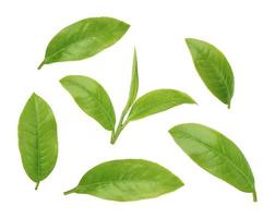 groene thee blad geïsoleerd op witte achtergrond foto