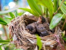 close-up van pasgeboren vogels in vogelnest foto