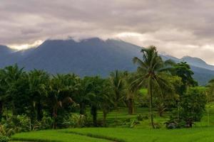 uitzicht op de weg in de groene rijstvelden en kokospalmen in de ochtend foto