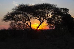gele en rode zonsondergang achter kameeldoornboom foto
