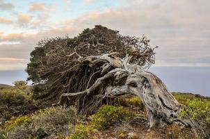 knoestige jeneverbesboom gevormd door de wind foto