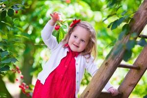 lief klein meisje plukken verse kersen bessen in de tuin foto