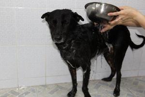 zwarte kortharige hond was aan het baden foto