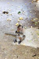 een bruine aap zat op een betonnen paal een banaan te eten en keek naar links. foto
