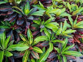 kleurrijke croton bladeren achtergrond foto