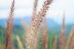 gras bloem close-up foto