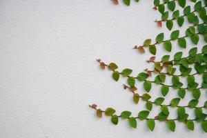 groene klimop plant klimmen op witte muur met kopie ruimte foto