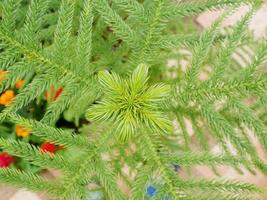 close-up van kerst dennenboom takken achtergrond foto