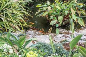 koi vissen in tuinvijver decoratief landschapsontwerp foto